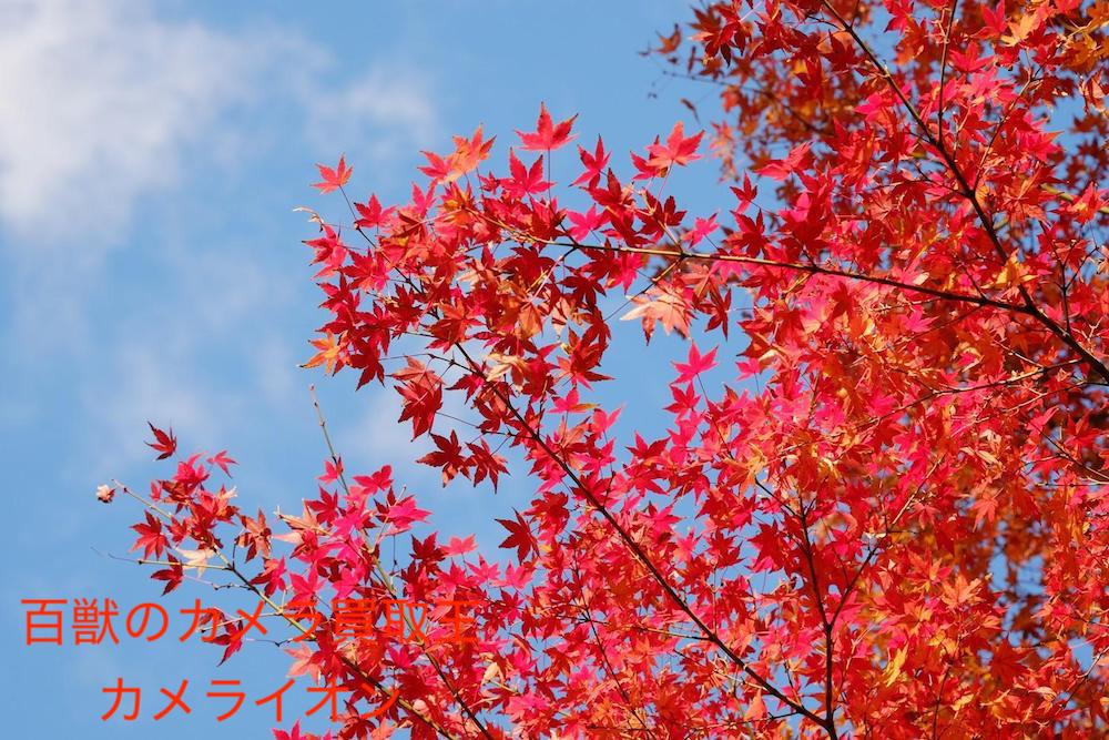 京都瑠璃光院6 リフレクション 撮影