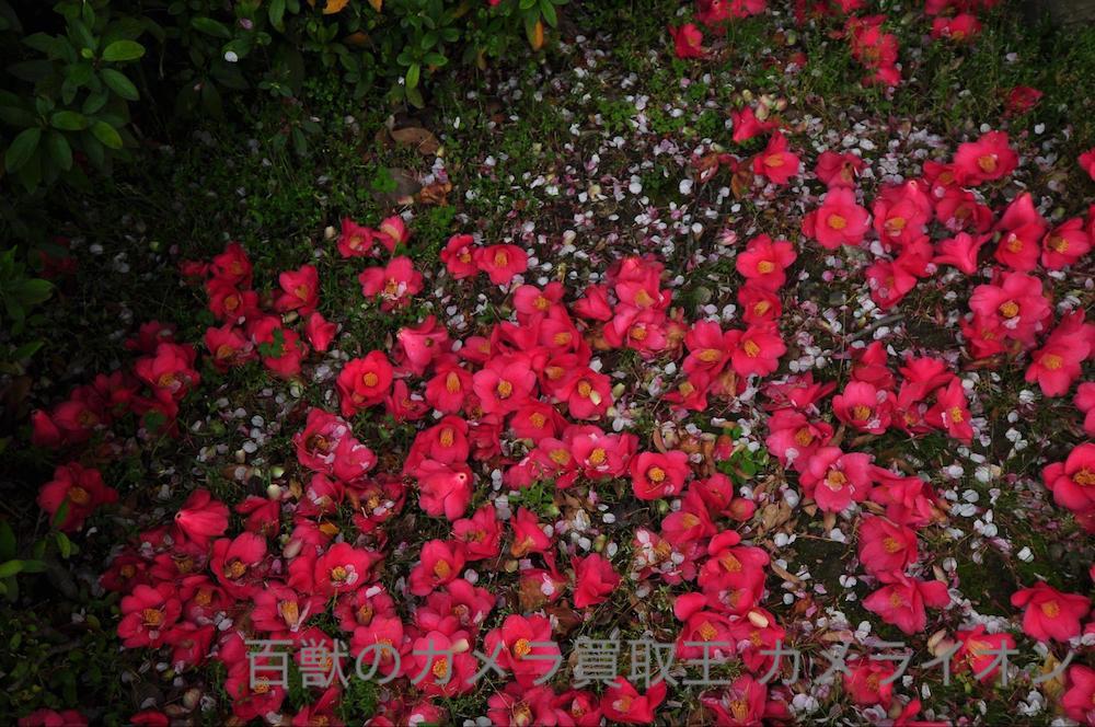 単焦点レンズ1 カメラ買取 神戸