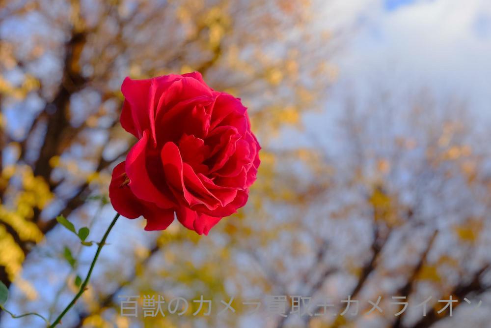 フジフィルム X-T1