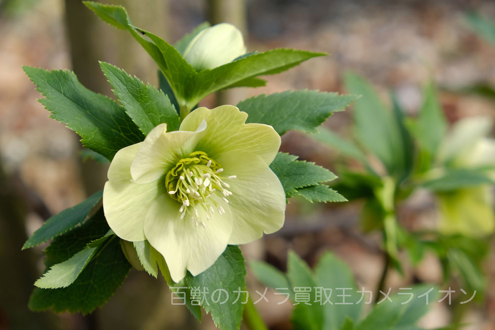 京都府立植物園