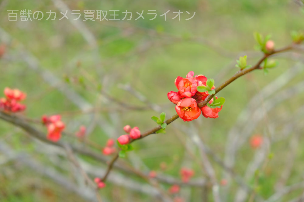 京都府立植物園