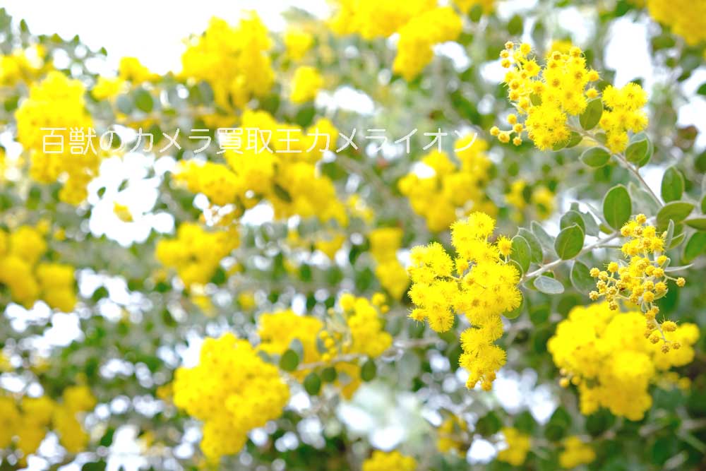 京都府立植物園