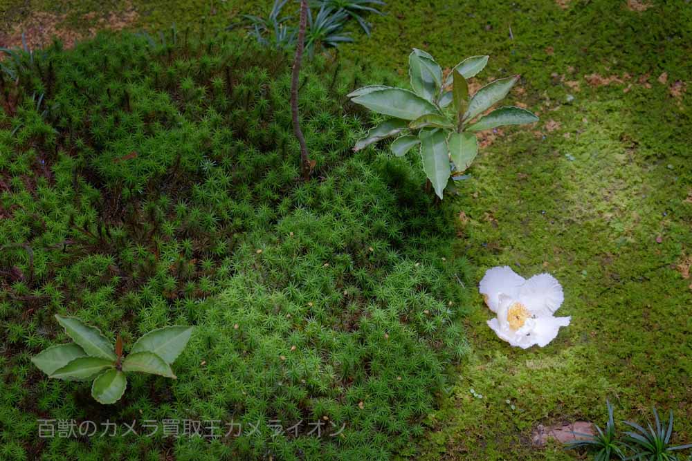 矢田寺