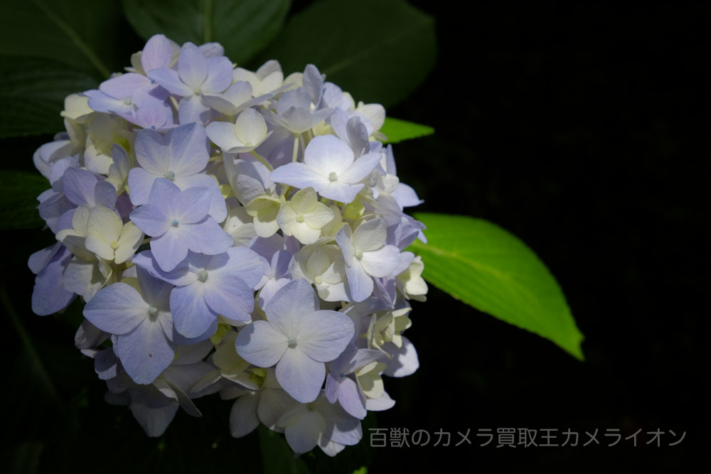 矢田寺