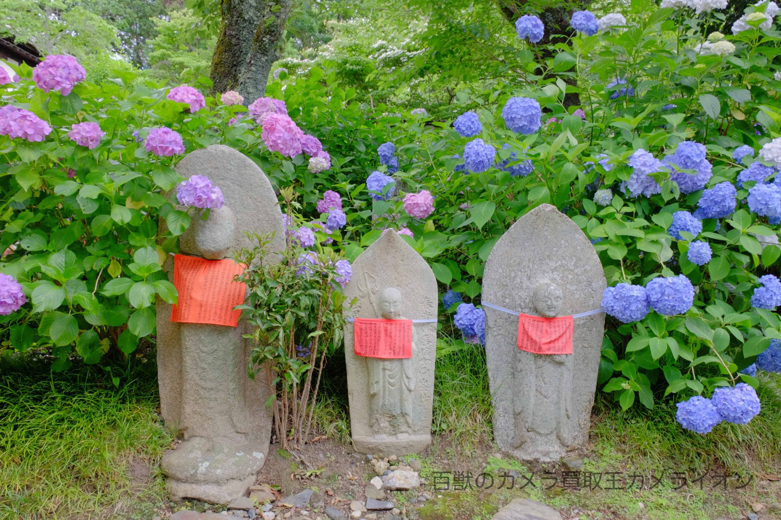 矢田寺